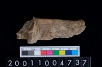 藏品(左跟骨)的圖片