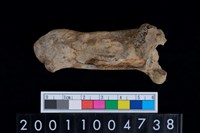 藏品(左跟骨)的圖片