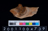 藏品(左跟骨)的圖片