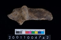 藏品(右跟骨)的圖片