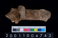 藏品(右跟骨)的圖片