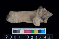 藏品(右跟骨)的圖片