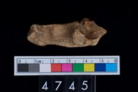 藏品(右跟骨)的圖片