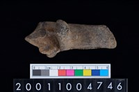 藏品(右跟骨)的圖片