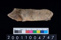 藏品(右跟骨)的圖片