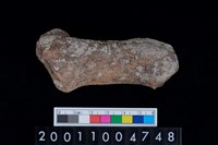 藏品(右跟骨)的圖片