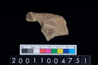 藏品(右跟骨)的圖片