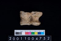 藏品(右跟骨)的圖片