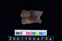 藏品(距骨)的圖片