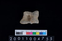 藏品(距骨)的圖片