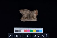 藏品(距骨)的圖片