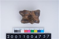 藏品(距骨)的圖片