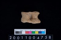 藏品(距骨)的圖片