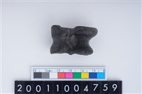 藏品(距骨)的圖片