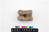 藏品(水鹿跗骨)的圖片