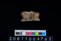 藏品(距骨)的圖片