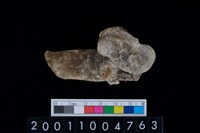 藏品(距骨)的圖片