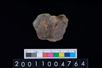 藏品(距骨)的圖片