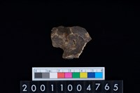 藏品(距骨)的圖片