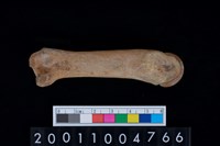 藏品(第4掌骨)的圖片