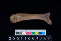 藏品(第4掌骨)的圖片