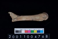 藏品(第3蹠骨)的圖片