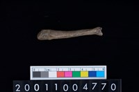 藏品(第4蹠骨)的圖片