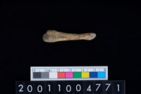 藏品(蹠骨)的圖片