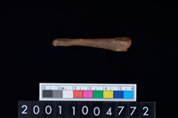 藏品(第4掌骨)的圖片