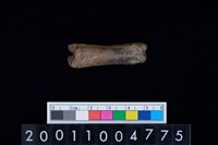 藏品(指骨)的圖片