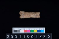 藏品(指骨)的圖片