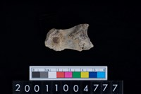 藏品(指骨)的圖片