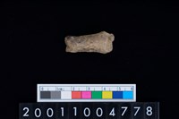 藏品(趾骨)的圖片