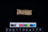 藏品(指骨)的圖片