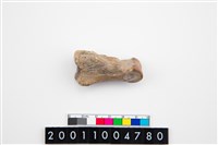 藏品(豬蹠骨)的圖片