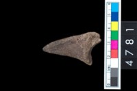 藏品(趾骨)的圖片