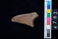 藏品(趾骨)的圖片