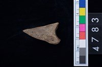 藏品(趾骨)的圖片