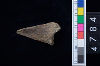 藏品(趾骨)的圖片