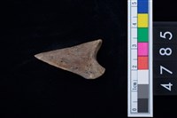 藏品(趾骨)的圖片