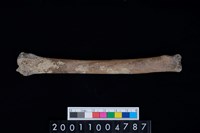 藏品(恥骨)的圖片