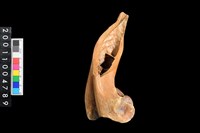 藏品(肱骨)的圖片