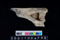 藏品(肱骨)的圖片