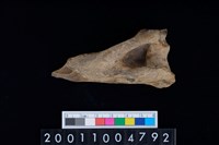 藏品(肱骨)的圖片