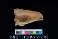 藏品(肱骨)的圖片