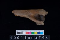 藏品(肱骨)的圖片