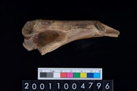 藏品(肱骨)的圖片