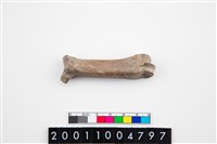 藏品(豬蹠骨)的圖片