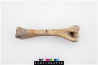 藏品(豬肱骨)的圖片