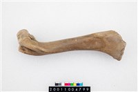 藏品(鹿肱骨)的圖片